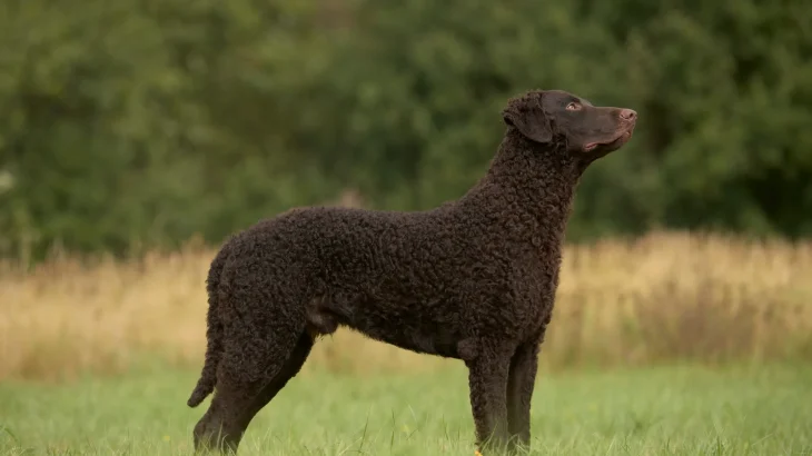 Curly-Coated Retriever Dog photo