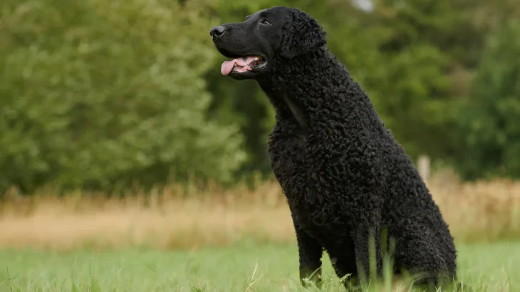 Curly-Coated Retriever Dog photo