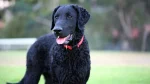 Curly-Coated Retriever Dog photo