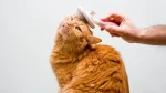 Cymric Cat photo