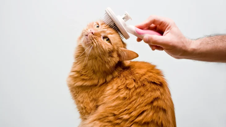 Cymric Cat photo