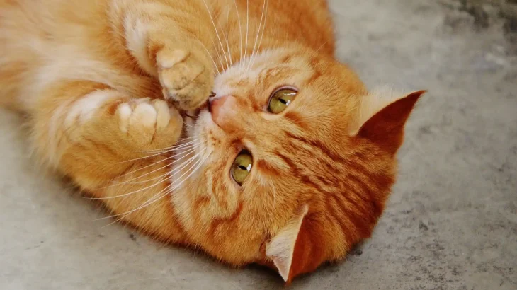 Cymric Cat photo