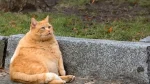 Cymric Cat photo