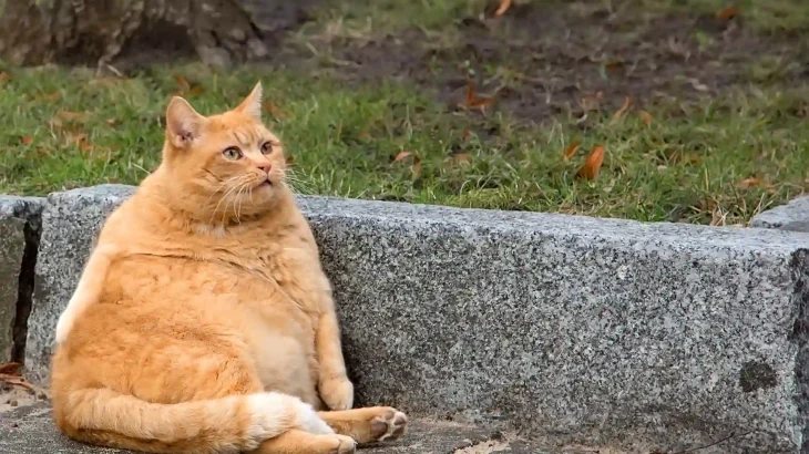 Cymric Cat photo