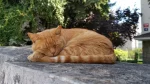 Cymric Cat photo