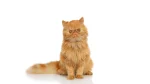 Cymric Cat photo
