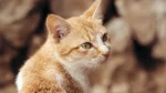 Cyprus Cat Cat photo