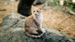 Cyprus Cat Cat photo