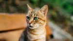 Cyprus Cat Cat photo