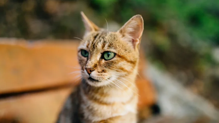 Cyprus Cat Cat photo