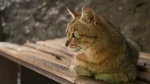 Cyprus Cat Cat photo