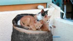 Cyprus Cat Cat photo