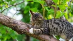 Cyprus Mountain Cat Cat photo