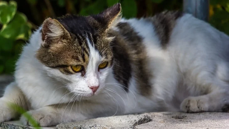 Cyprus Mountain Cat Cat photo
