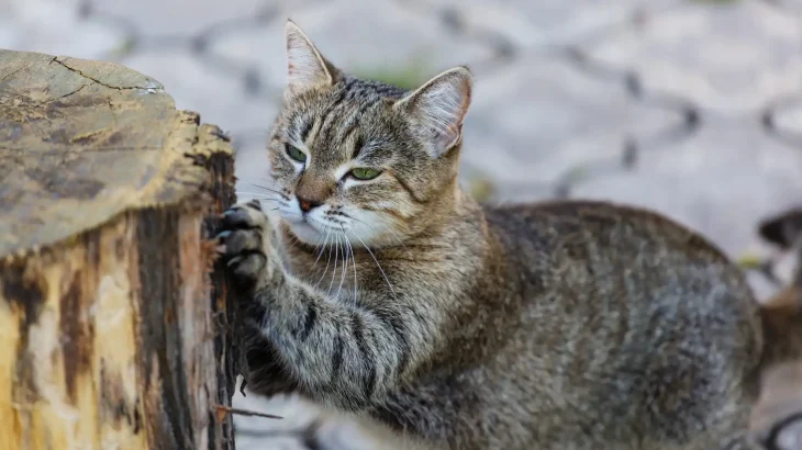 Cyprus Mountain Cat Cat photo