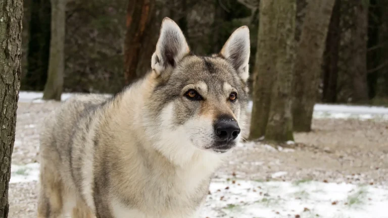 Lupo Cecoslovacco Dog photo