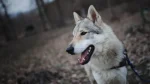 Lupo Cecoslovacco Dog photo