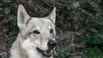 Lupo Cecoslovacco Dog photo