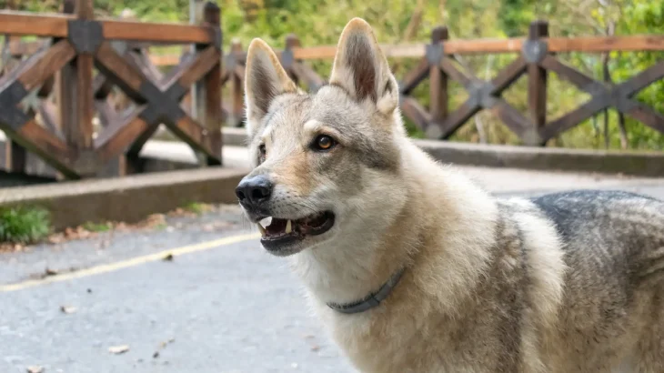 Lupo Cecoslovacco Dog photo