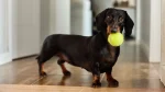 Dachshund Dog photo
