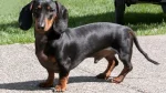 Dachshund Dog photo