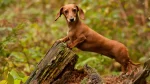 Dachshund Dog photo