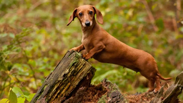Dachshund Dog photo