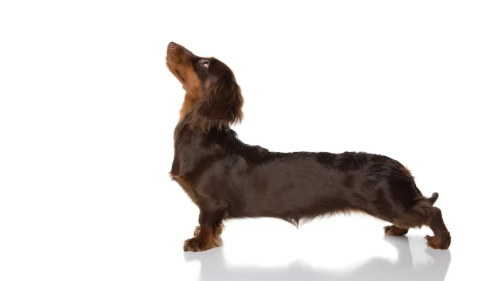 Dachshund Dog photo