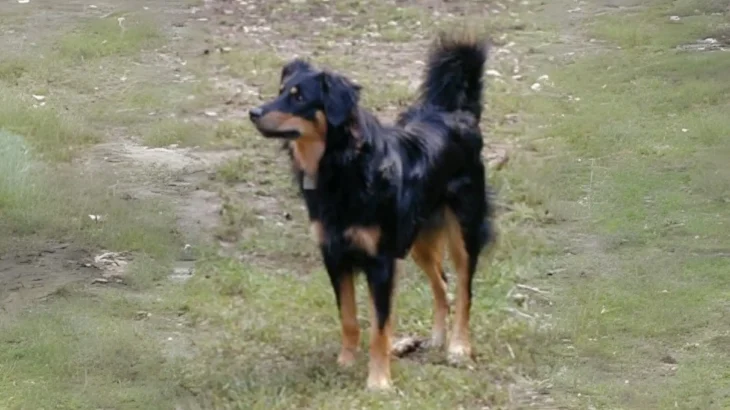 Dakotah Shepherd Dog photo