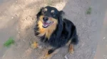 Dakotah Shepherd Dog photo