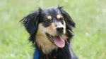 Dakotah Shepherd Dog photo