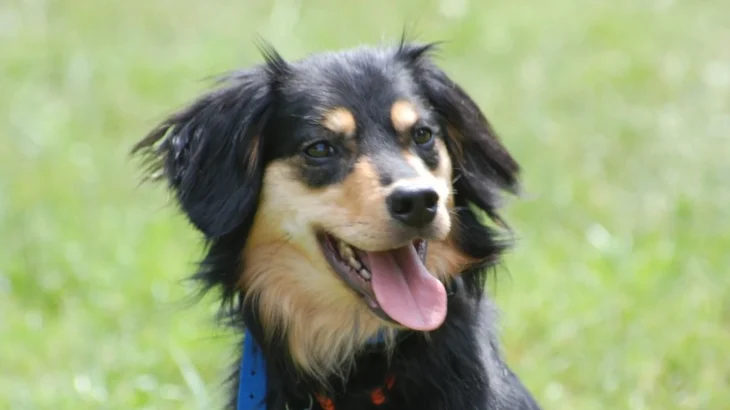 Dakotah Shepherd Dog photo