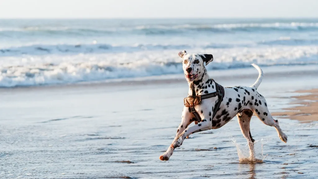 Dalmatian Dog photo