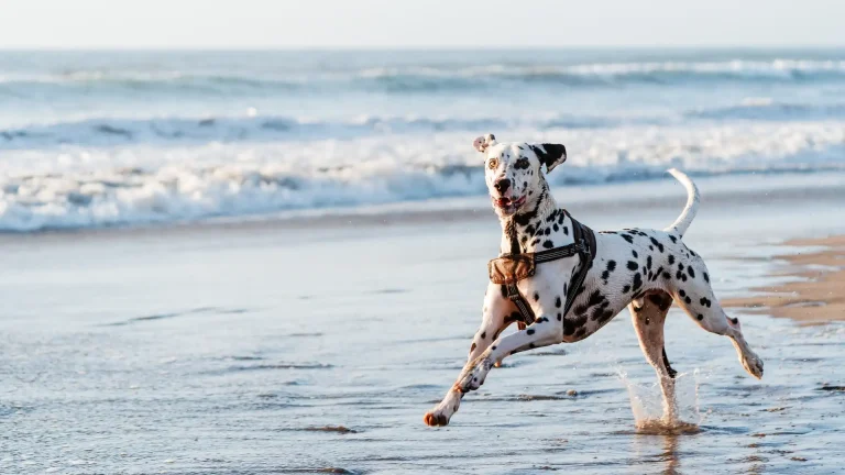 Dalmatian Dog photo