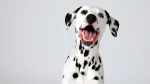 Dalmatian Dog photo