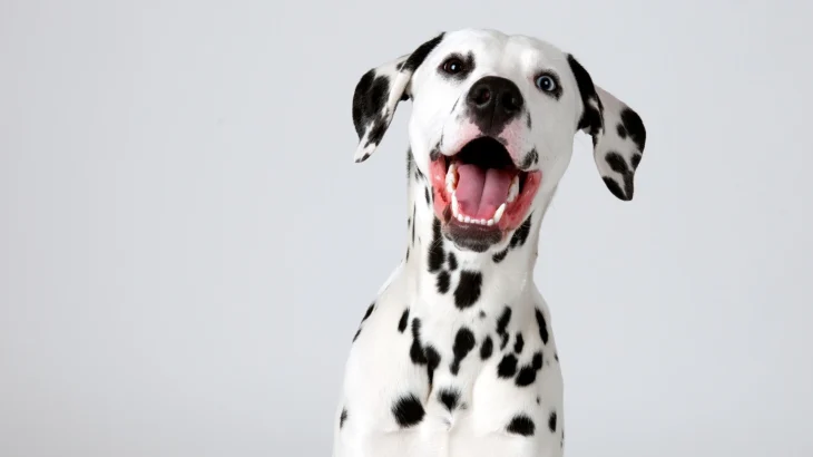 Dalmatian Dog photo