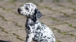 Dalmatian Dog photo