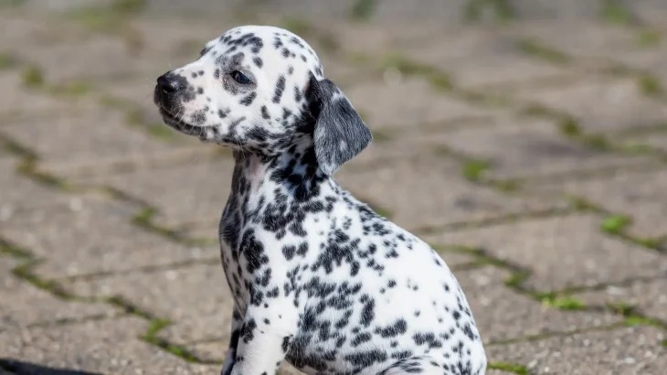 Dalmatian Dog photo
