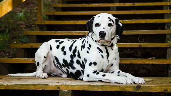 Dalmatian Dog photo