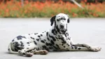 Dalmatian Dog photo