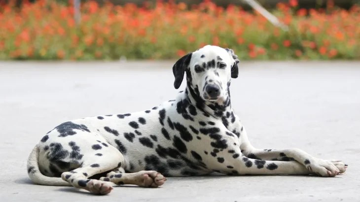 Dalmatian Dog photo