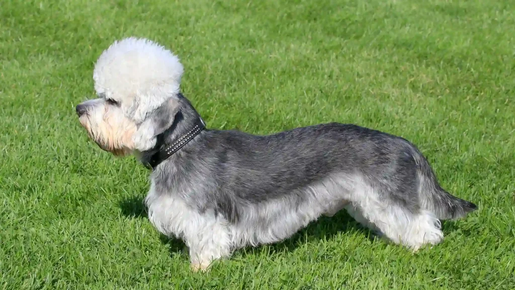 Dandie Dinmont Terrier Dog photo