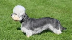 Dandie Dinmont Terrier Dog photo