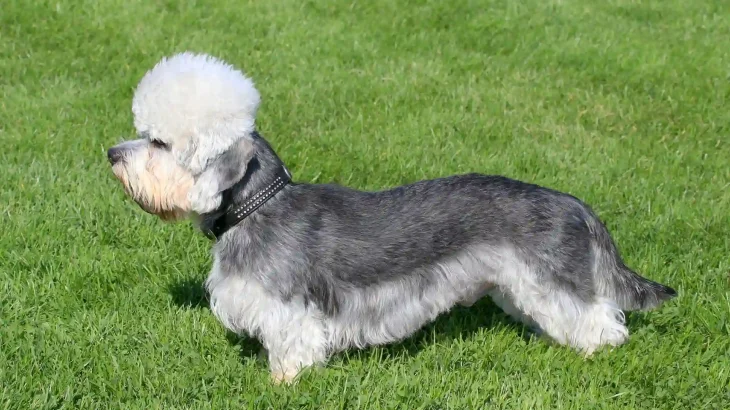 Dandie Dinmont Terrier Dog photo