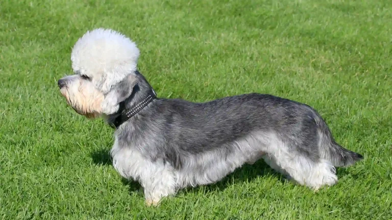 Dandie Dinmont Terrier Dog photo