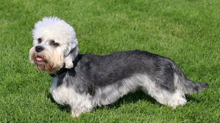 Dandie Dinmont Terrier Dog photo