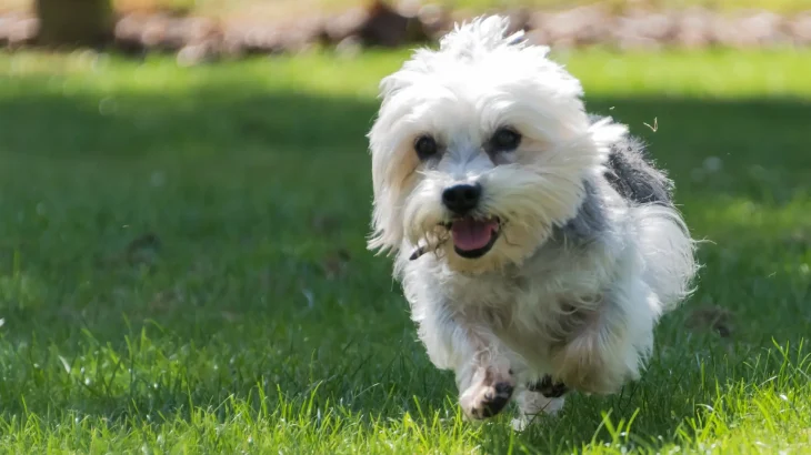 Dandie Dinmont Terrier Dog photo