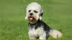 Dandie Dinmont Terrier Dog photo