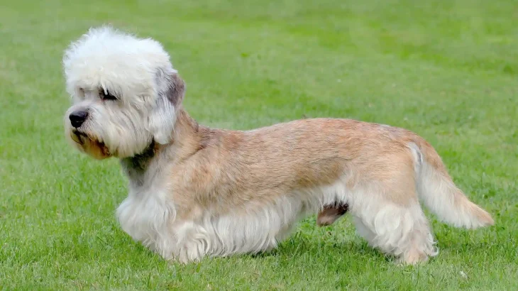 Dandie Dinmont Terrier Dog photo