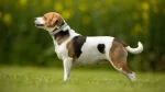 Danish-Swedish Farmdog Dog photo